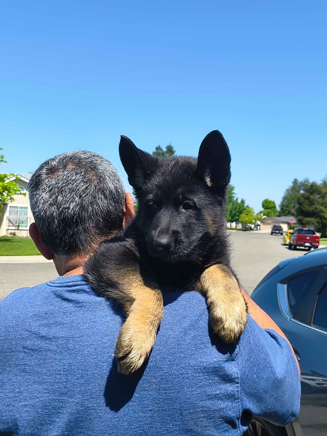German Shepherd Dog Puppies media 2