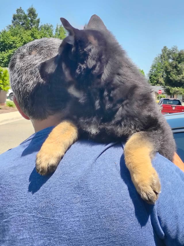 German Shepherd Dog Puppies media 3