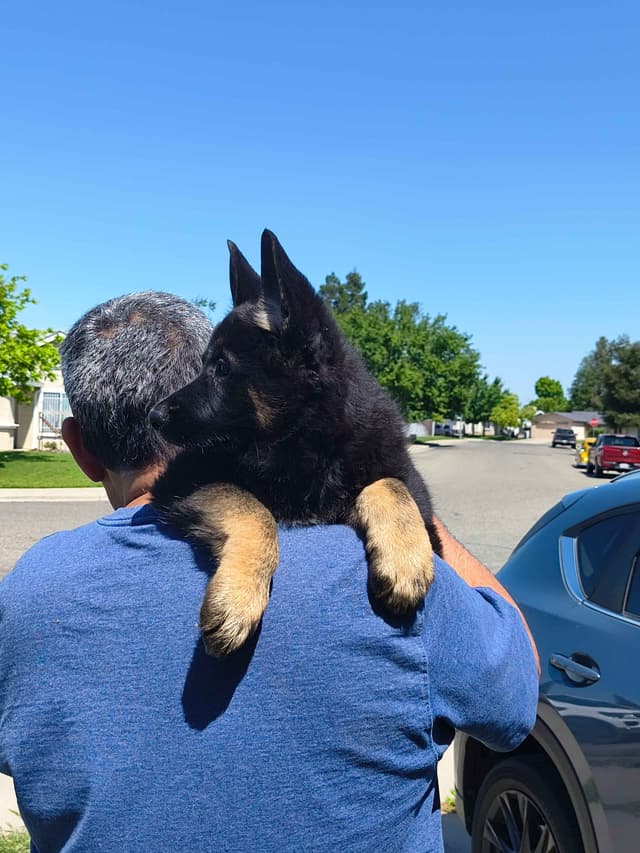 German Shepherd Dog Puppies media 4