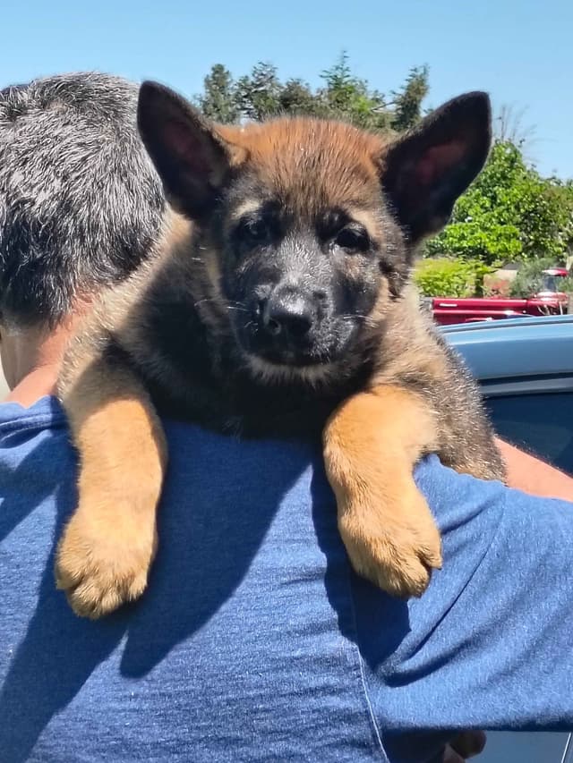 German Shepherd Dog Puppies media 5