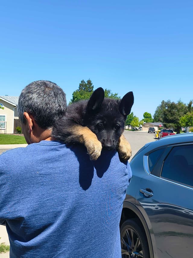 German Shepherd Dog Puppies media 6