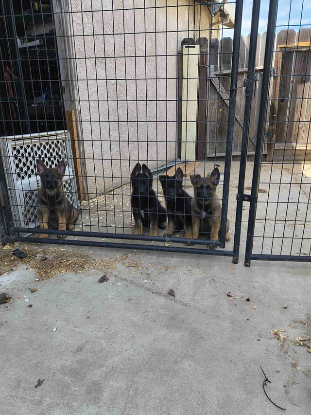 German Shepherd Dog Puppies media 7