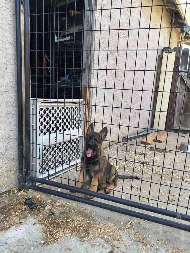 German Shepherd Dog Puppies media 8
