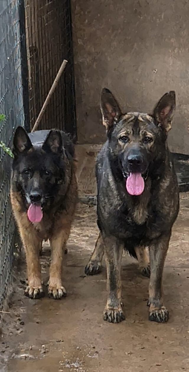 German Shepherd Dog Puppies media 9
