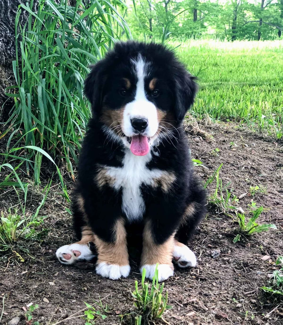 Bella’s Bernese| Pure Bred, Family Owned breeder image 1