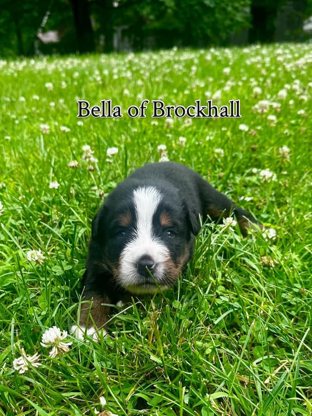 Bella’s Bernese| Pure Bred, Family Owned media 2