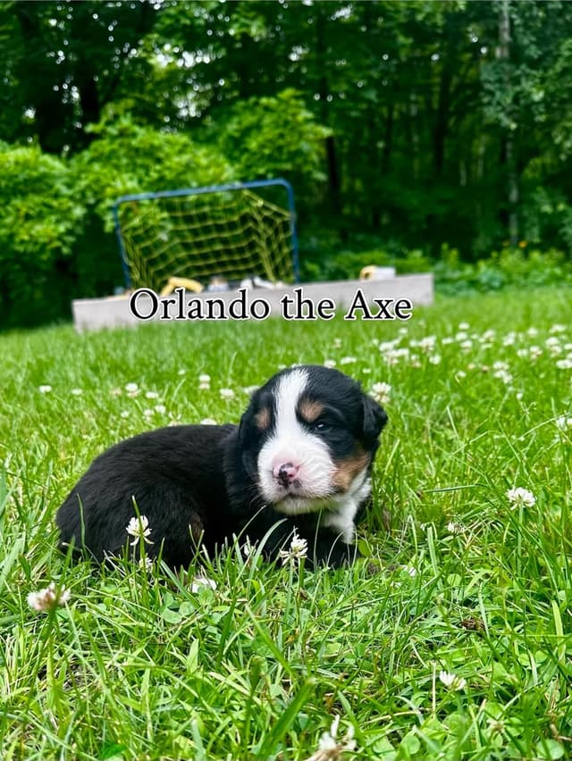 Bella’s Bernese| Pure Bred, Family Owned media 3