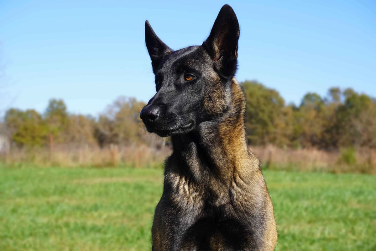 Belgian Malinois Puppies breeder image 4