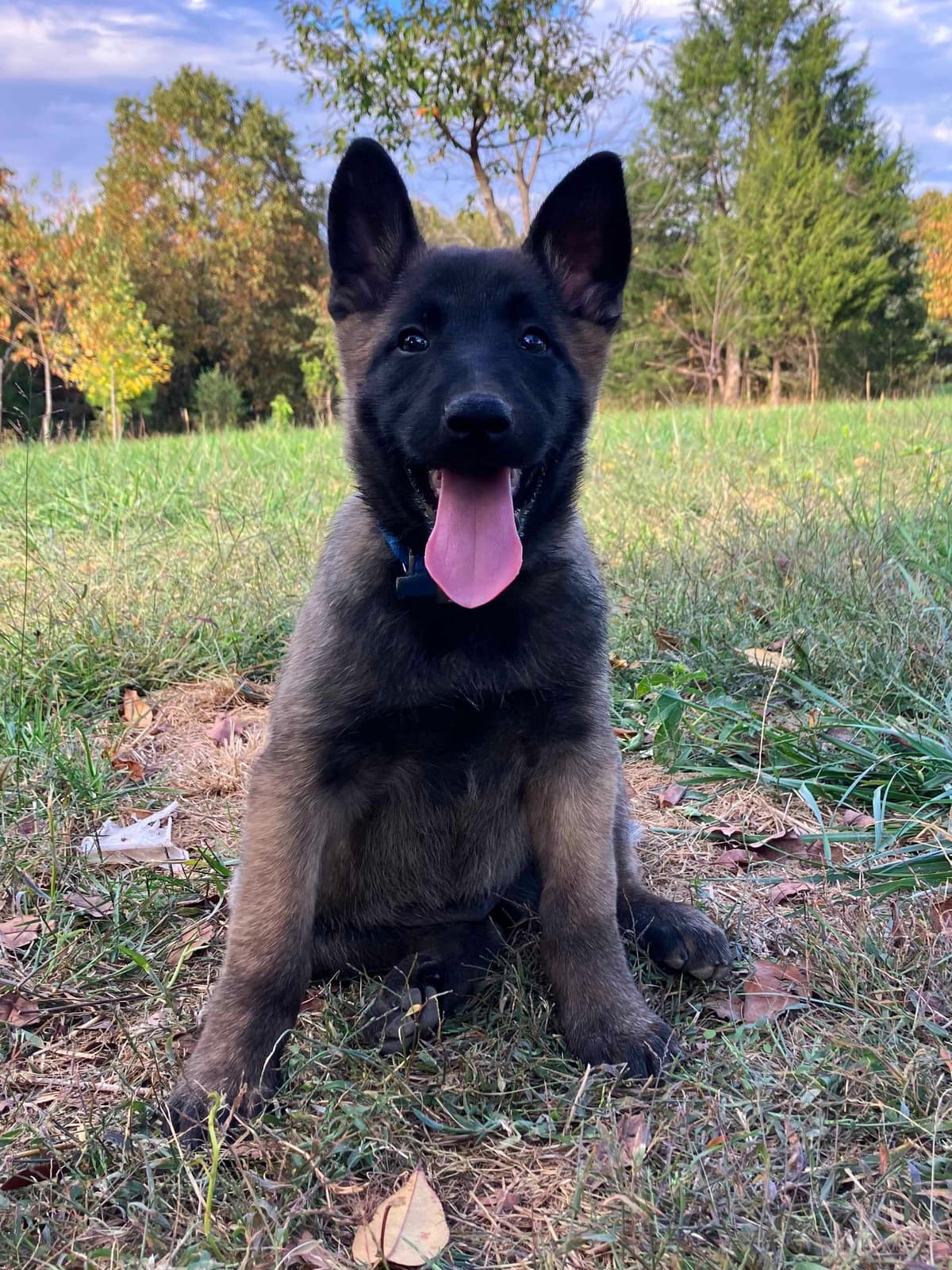 Belgian Malinois Puppies breeder image 5