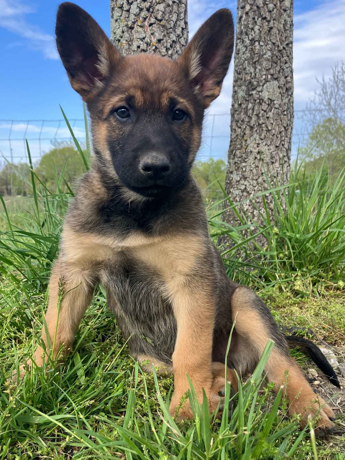 Belgian Malinois Puppies breeder image 7