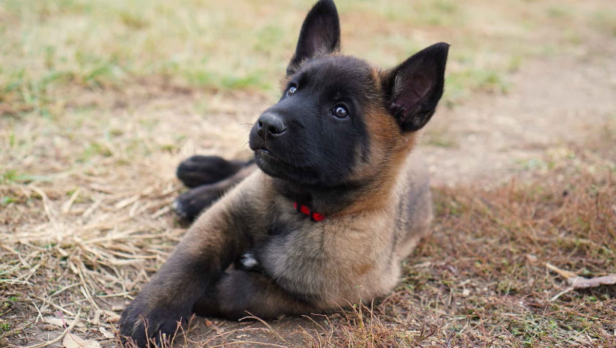 Belgian Malinois Puppies breeder image 9