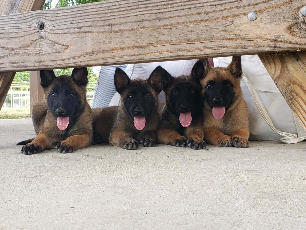 Belgian Malinois Puppies breeder image 11
