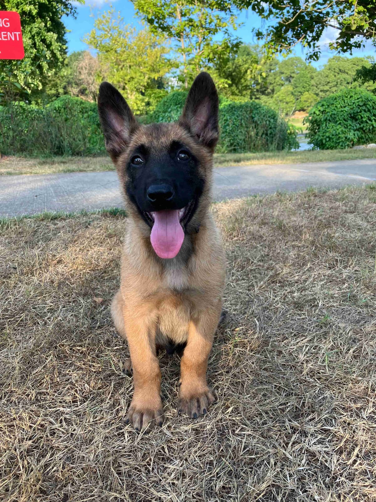 Belgian Malinois Puppies breeder image 12