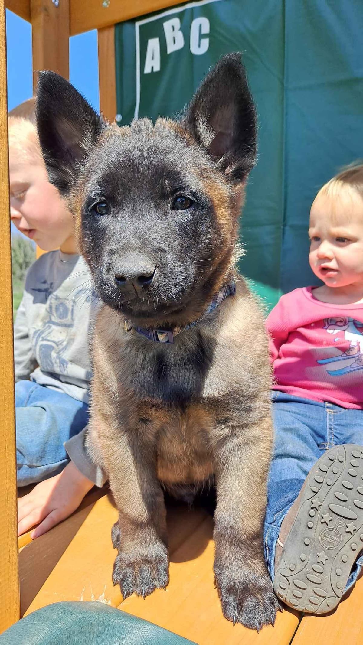 Belgian Malinois Puppies breeder image 13