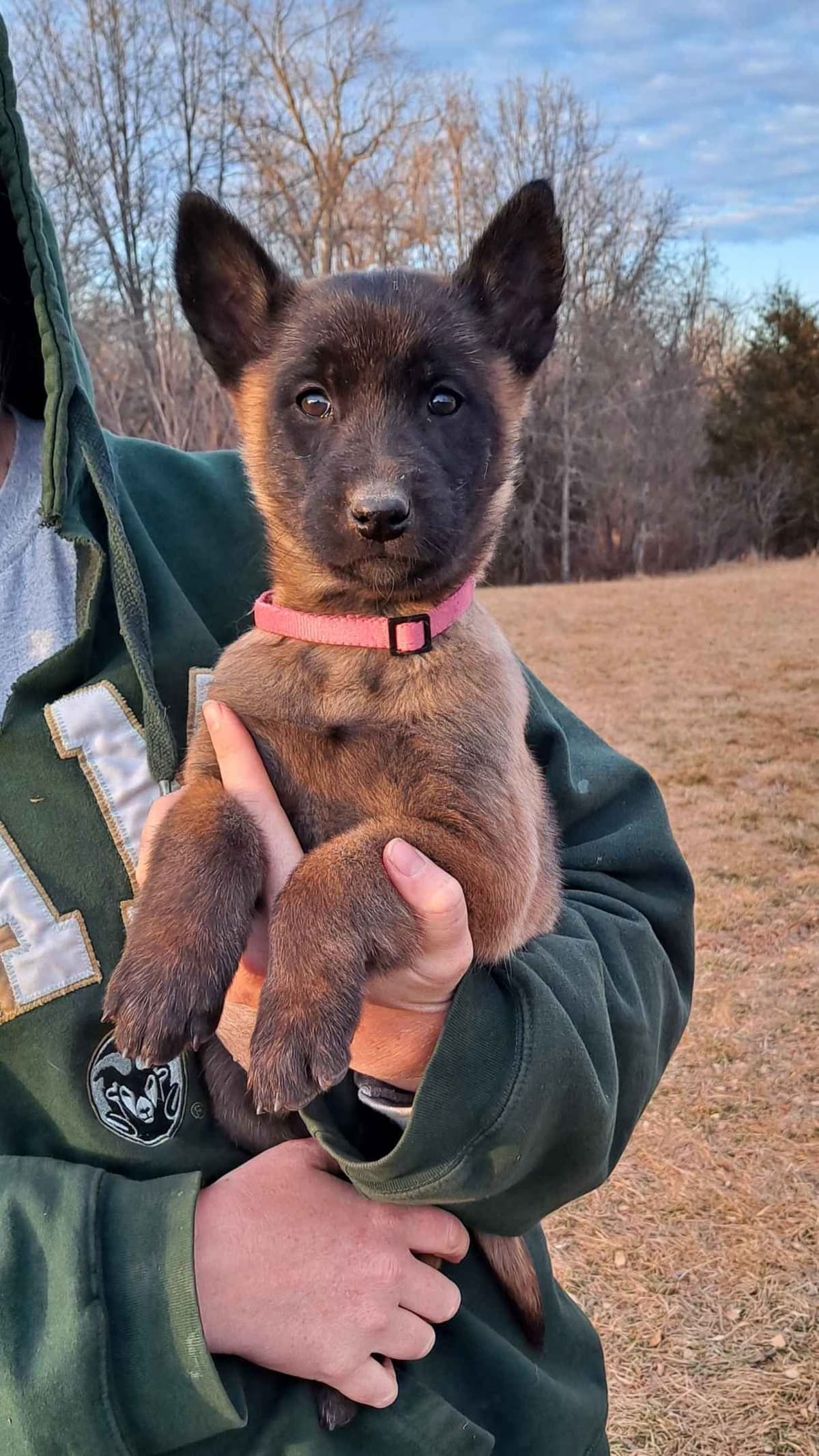 Belgian Malinois Puppies breeder image 14