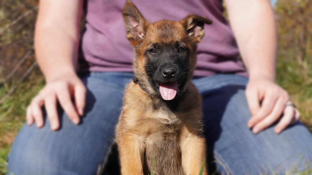 Belgian Malinois Puppies breeder image 15
