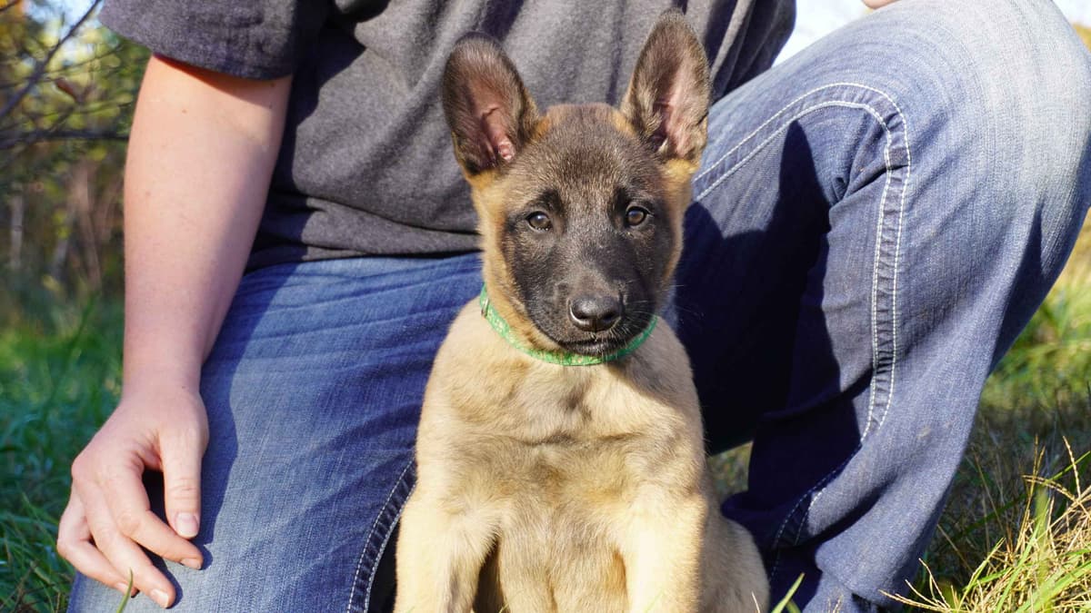 Belgian Malinois Puppies breeder image 17