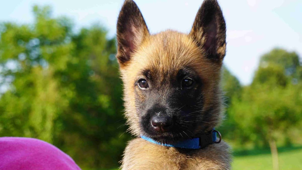Belgian Malinois Puppies breeder image 18