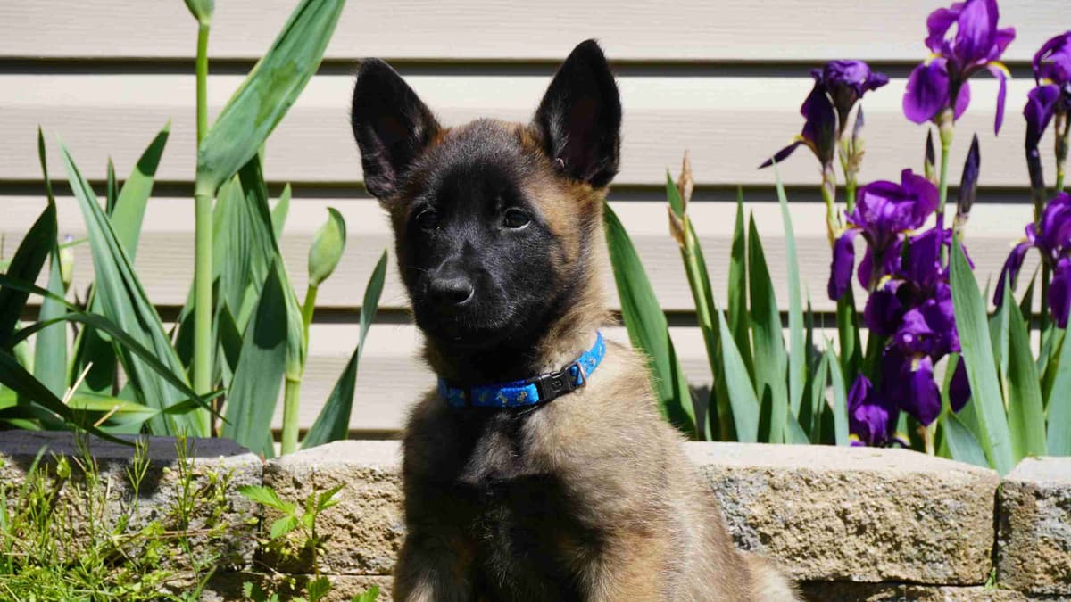 Belgian Malinois Puppies breeder image 19