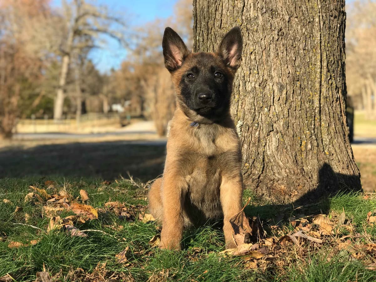 Belgian Malinois Puppies breeder image 20