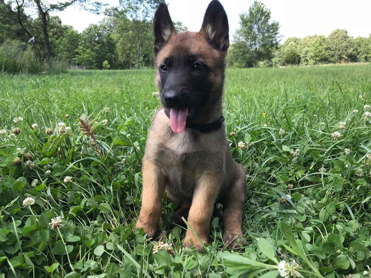 Belgian Malinois Puppies breeder image 21