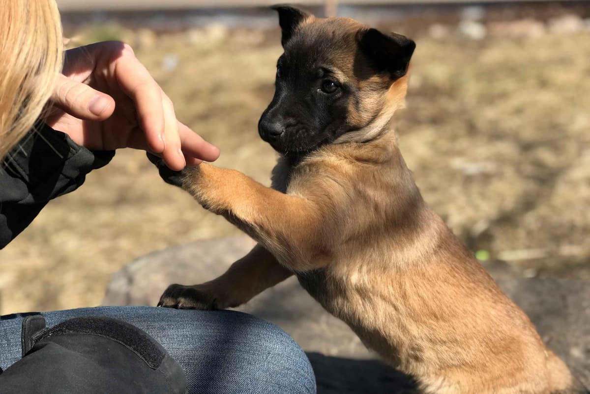 Belgian Malinois Puppies breeder image 22