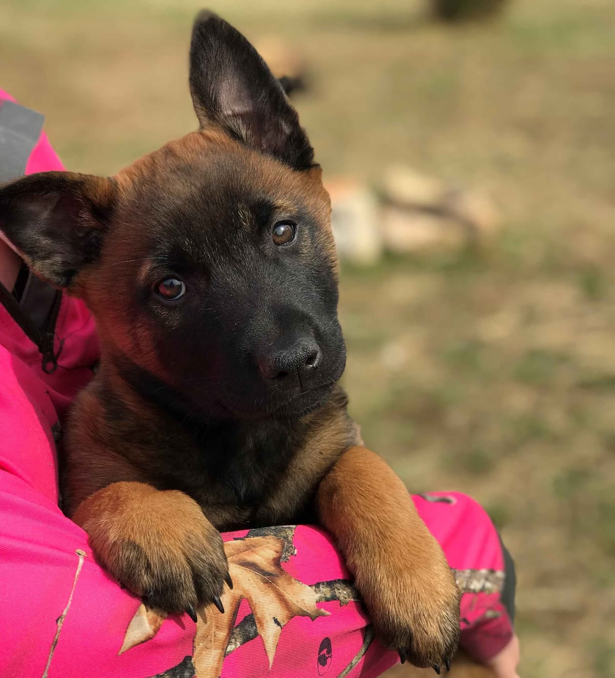 Belgian Malinois Puppies breeder image 23