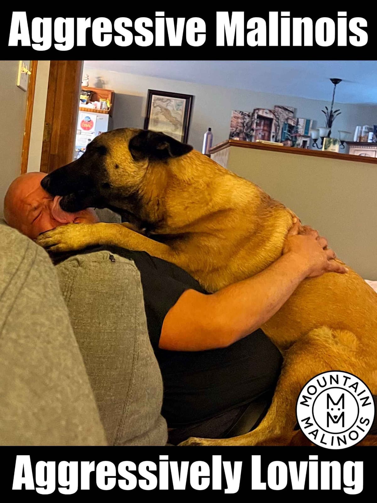 Belgian Malinois Puppies breeder image 24