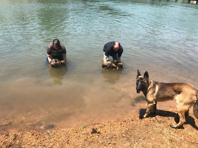 Belgian Malinois Puppies media 3