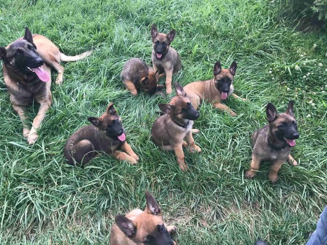 Belgian Malinois Puppies media 4