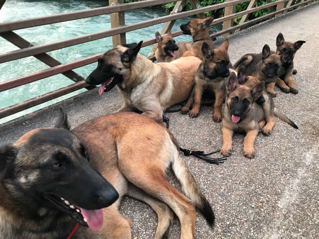 Belgian Malinois Puppies media 5