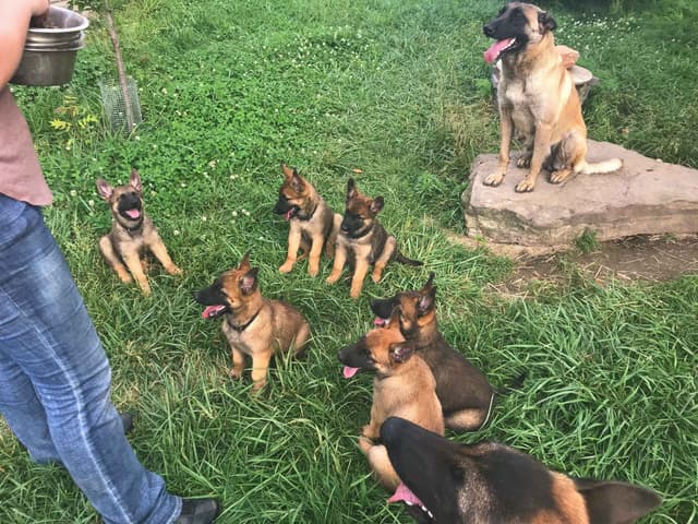 Belgian Malinois Puppies media 6