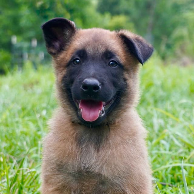 Belgian Malinois Puppies media 9