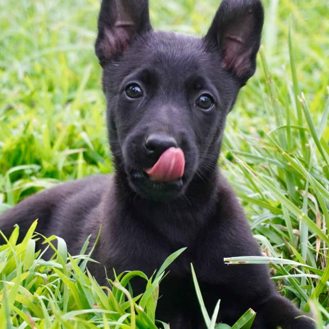 Belgian Malinois Puppies media 10