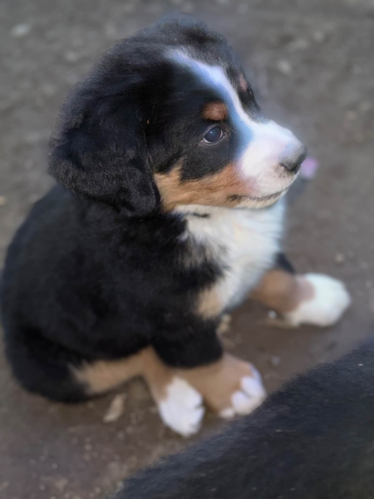 Bernese Mountain Dog Puppies breeder image 3