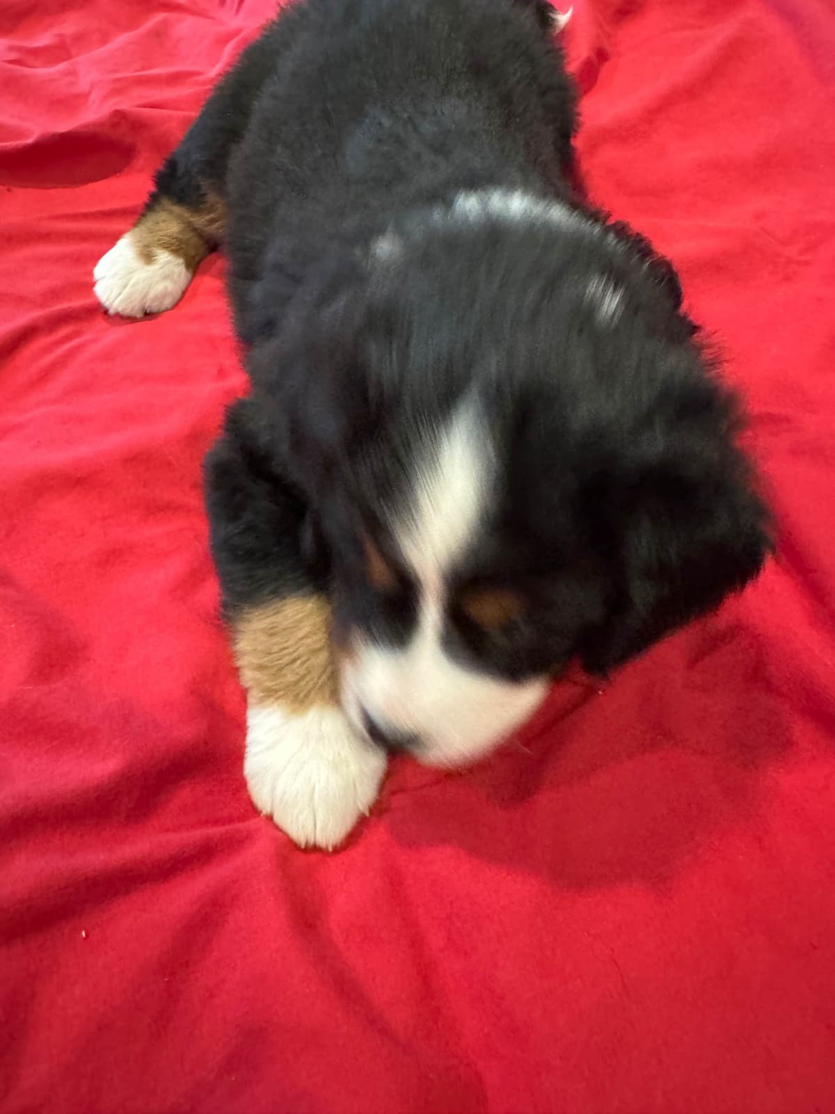 Bernese Mountain Dog Puppies breeder image 4