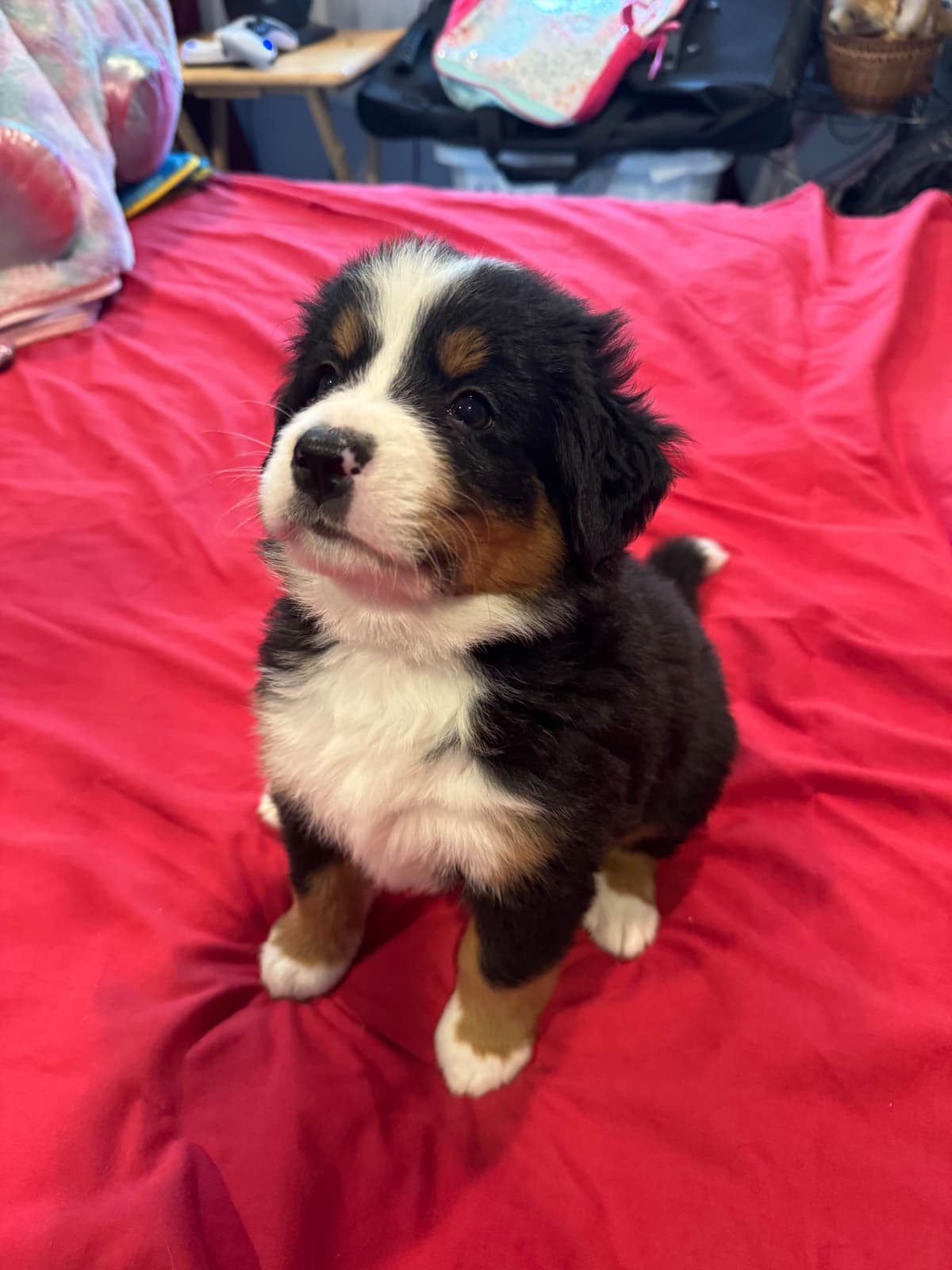Bernese Mountain Dog Puppies breeder image 5