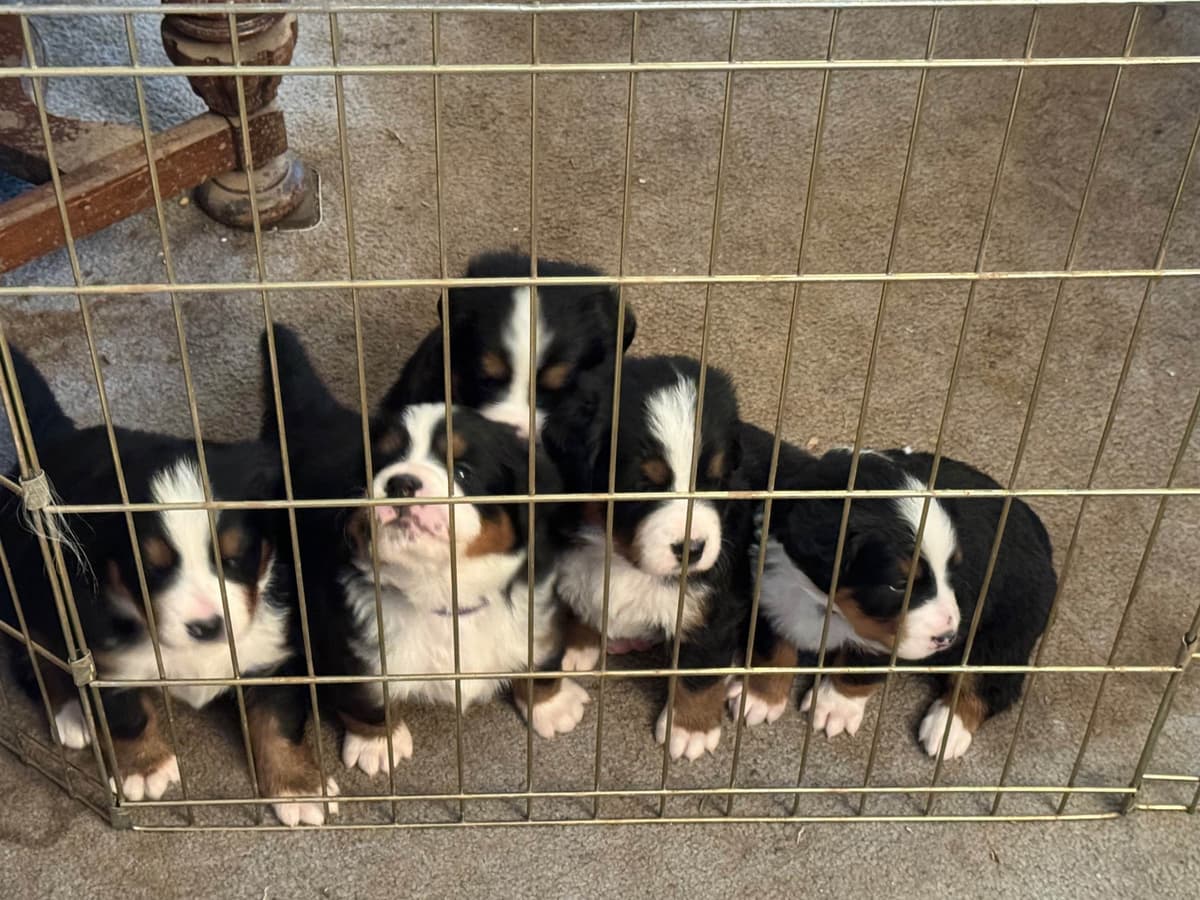 Bernese Mountain Dog Puppies breeder image 6