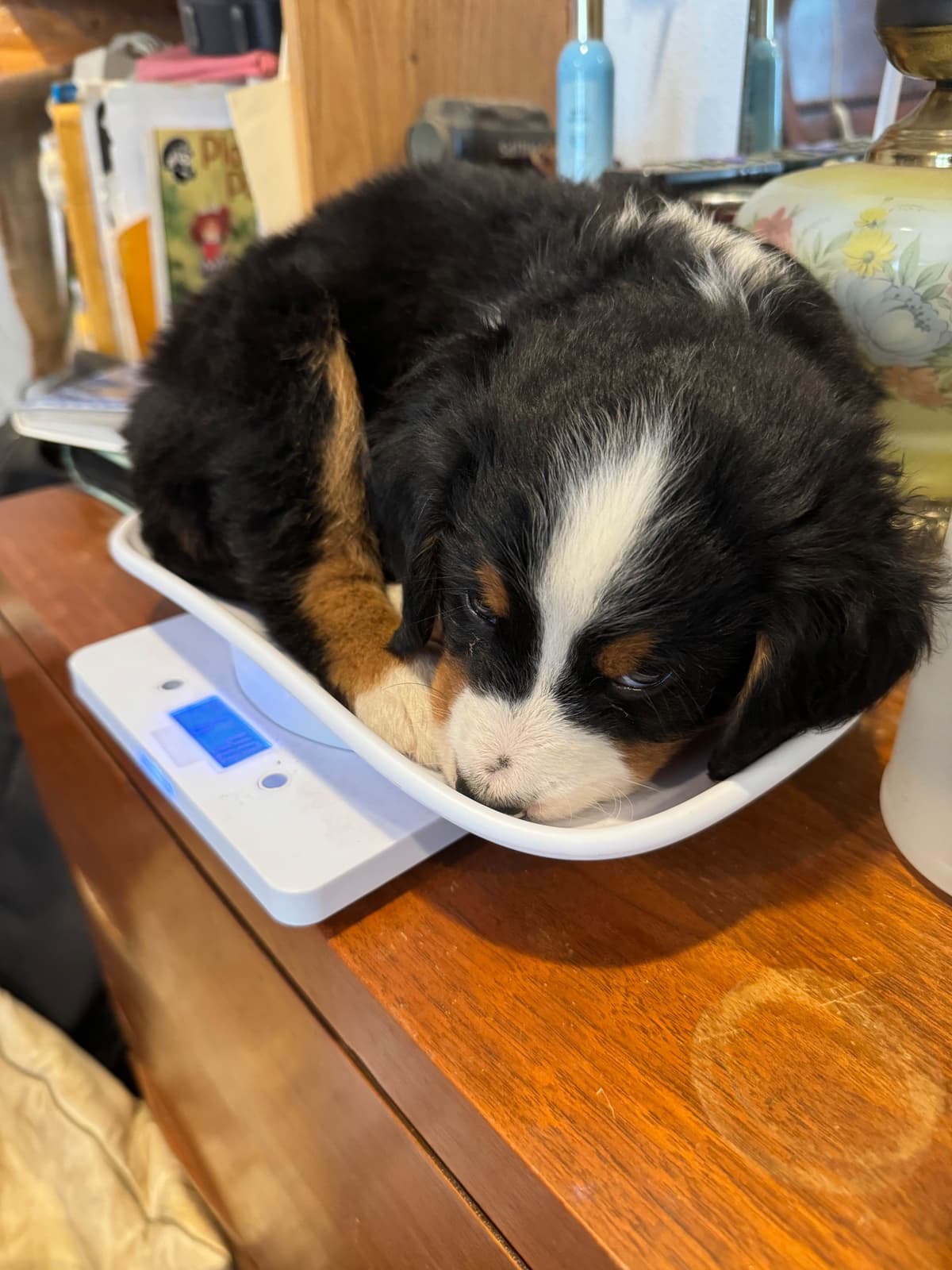 Bernese Mountain Dog Puppies breeder image 8