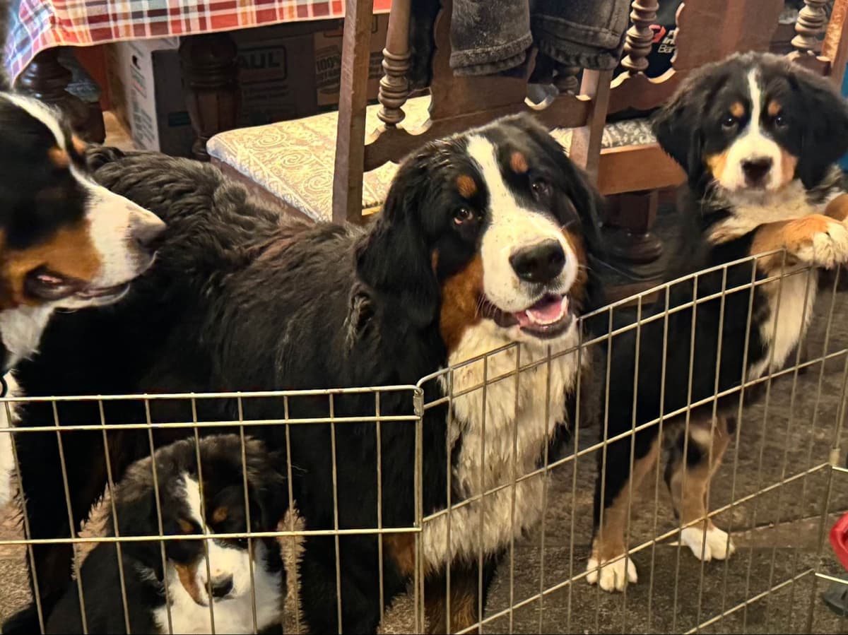 Bernese Mountain Dog Puppies breeder image 7