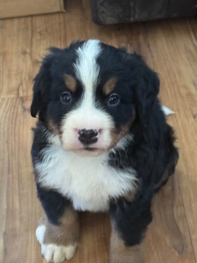 Bernese Mountain Dog Puppies media 2