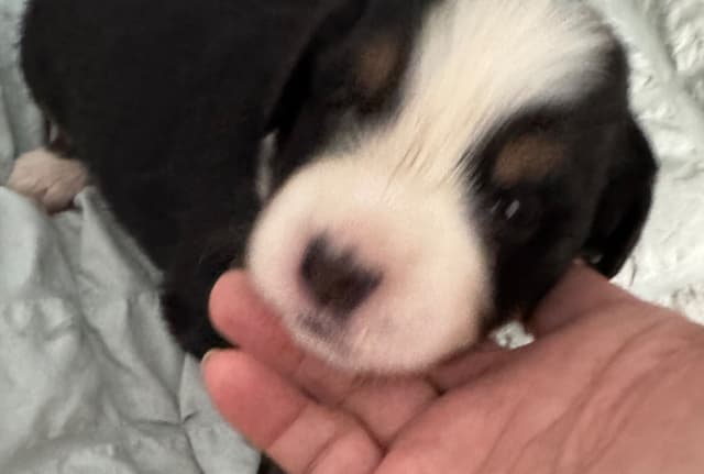 Bernese Mountain Dog Puppies media 3