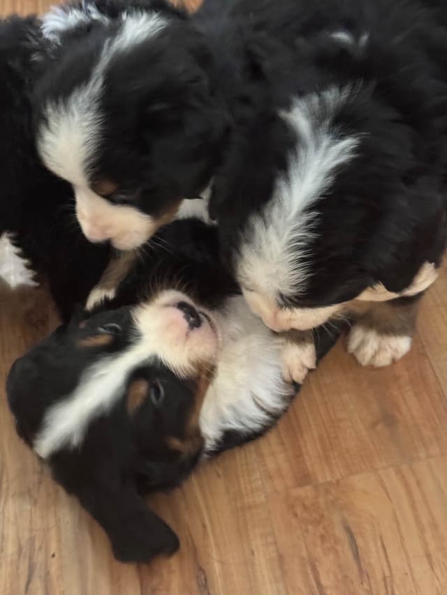 Bernese Mountain Dog Puppies media 4