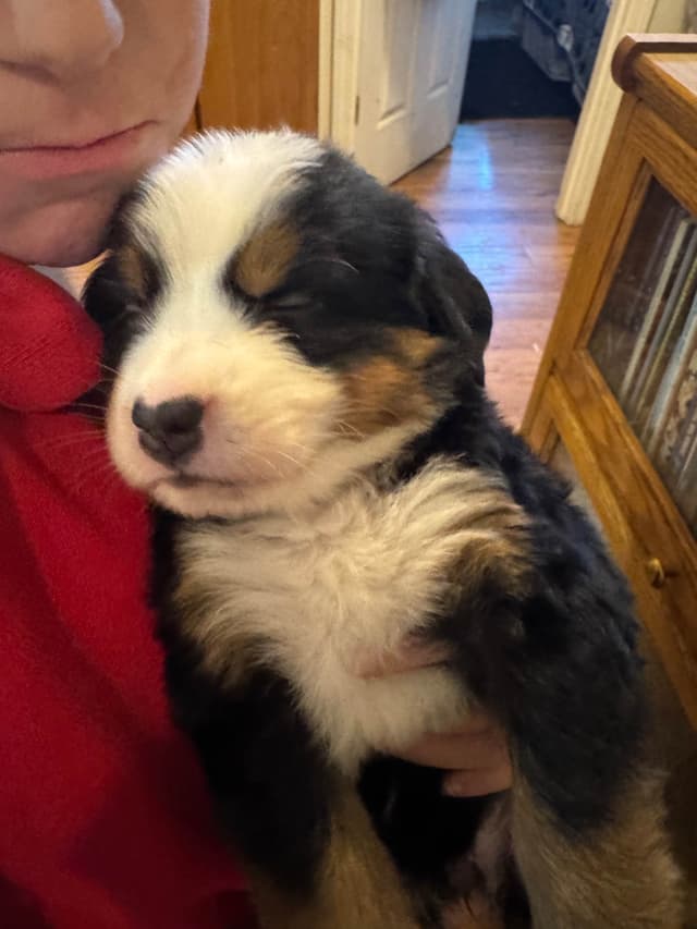 Bernese Mountain Dog Puppies media 5