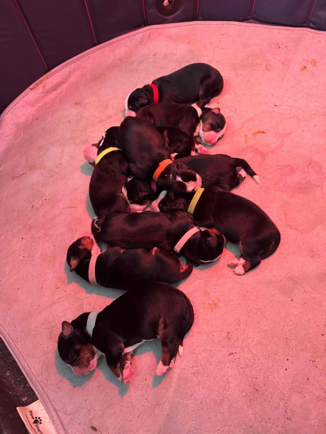 Bernese Mountain Dog Puppies media 6