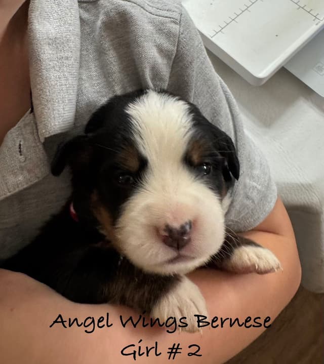 Bernese Mountain Dog Puppies media 7