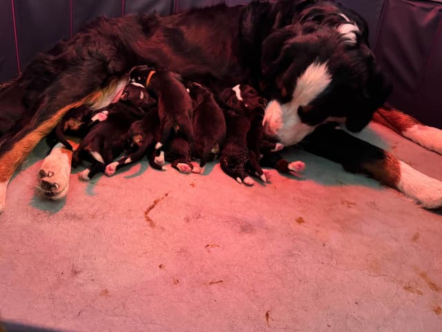 Bernese Mountain Dog Puppies media 8