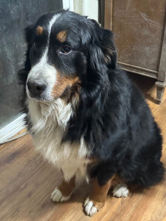 Bernese Mountain Dog Puppies media 9