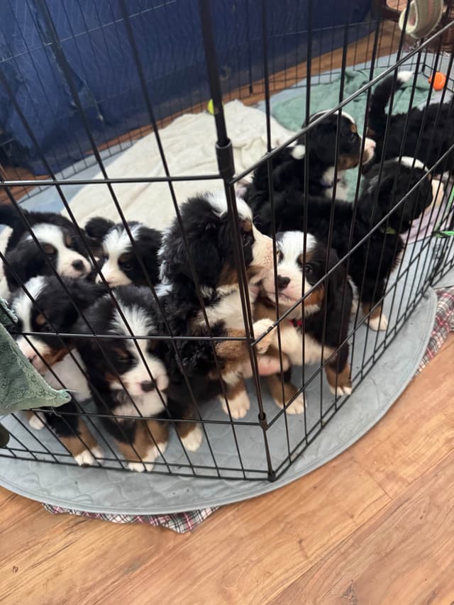 Bernese Mountain Dog Puppies media 10