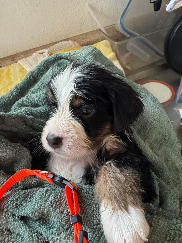 Bernese Mountain Dog Puppies media 11